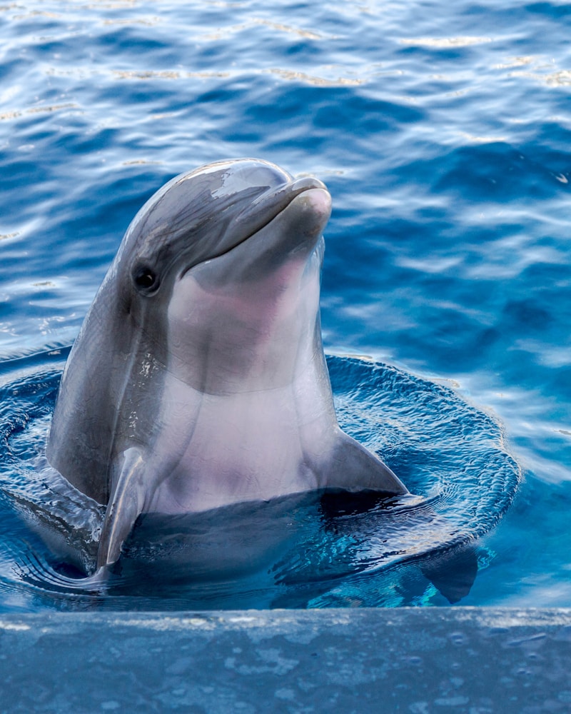 Dolphins jumping near boat